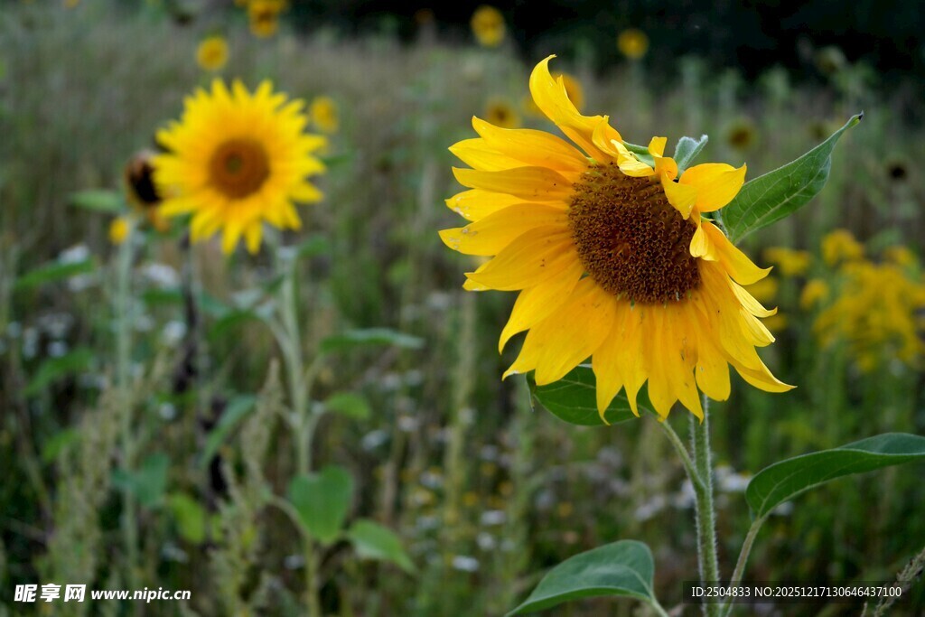 田野中的灿烂向日葵