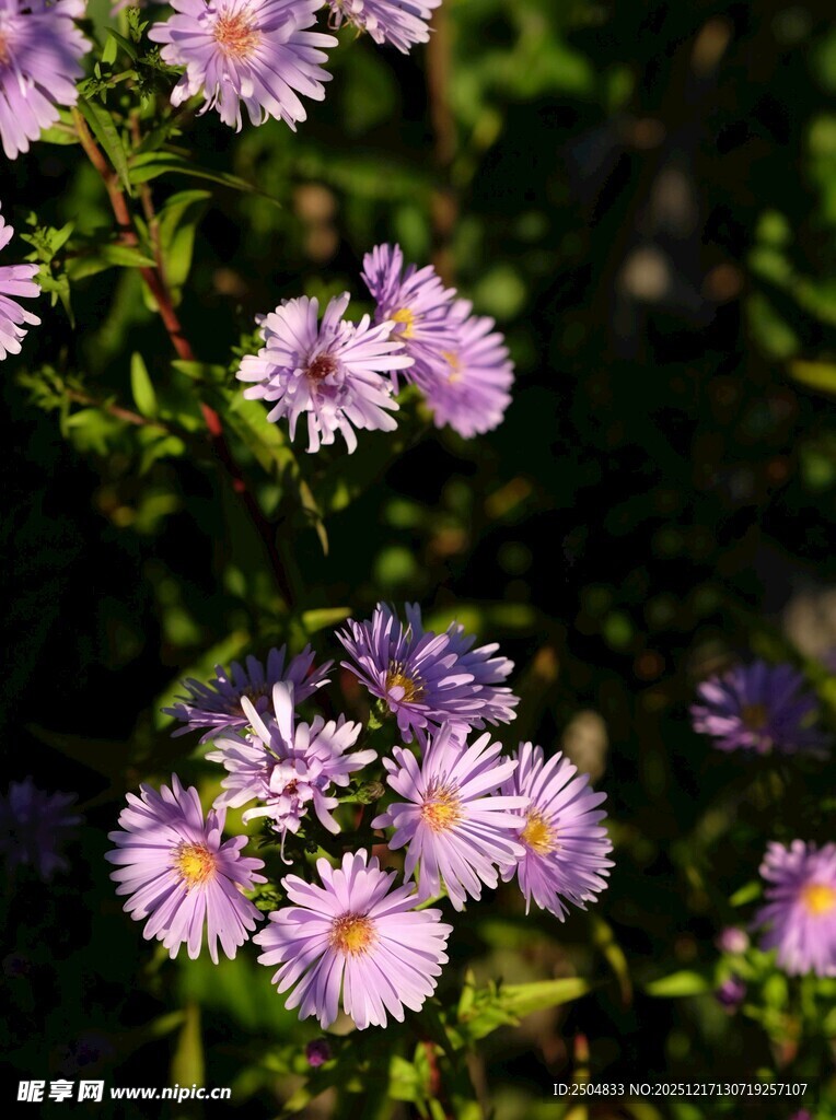 紫色小花绽放于绿叶间