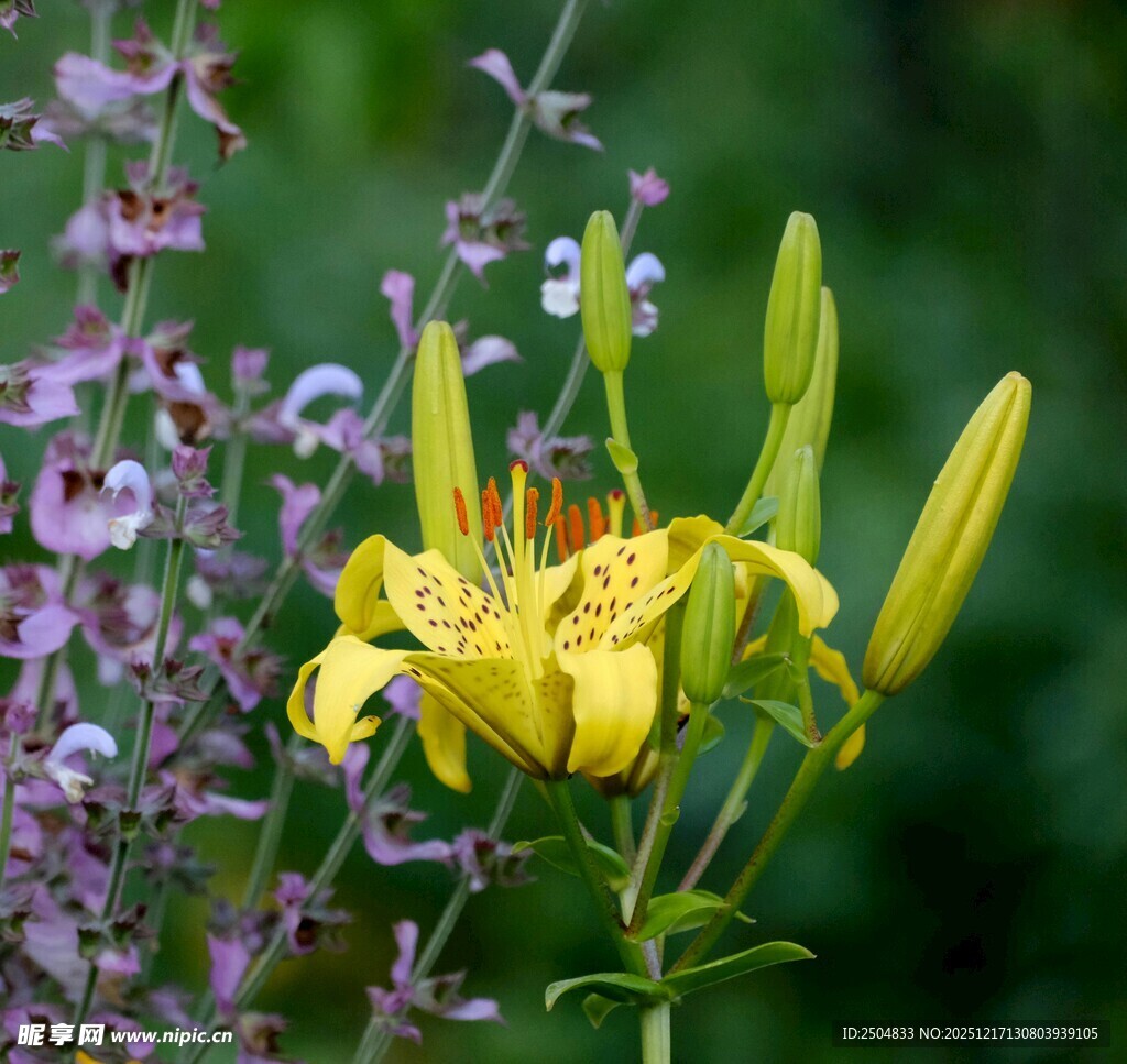 黄色百合花与紫色小花