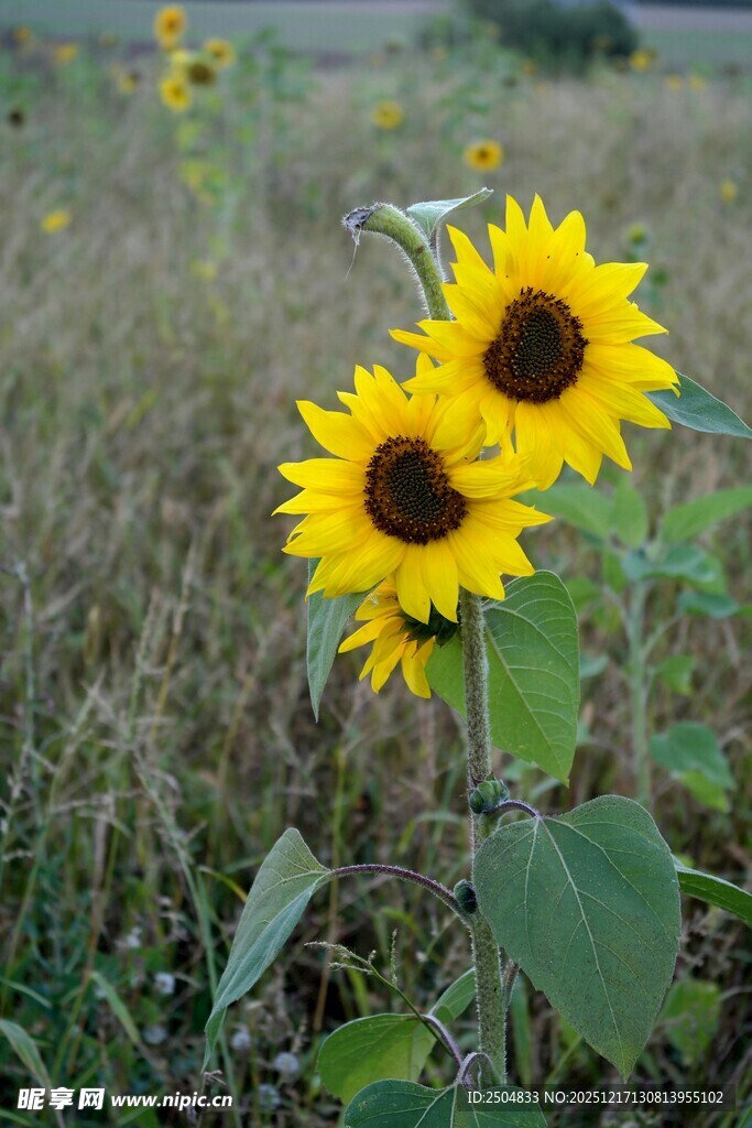 田野中的灿烂向日葵