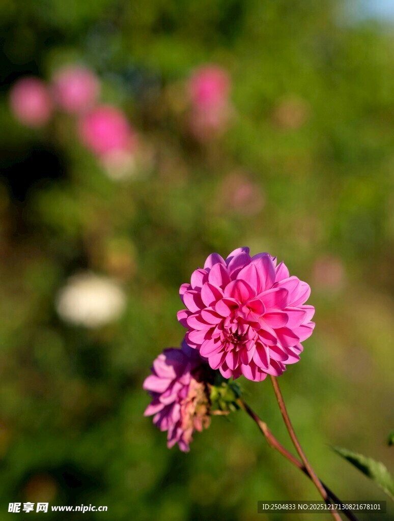 娇艳粉色花朵绽放