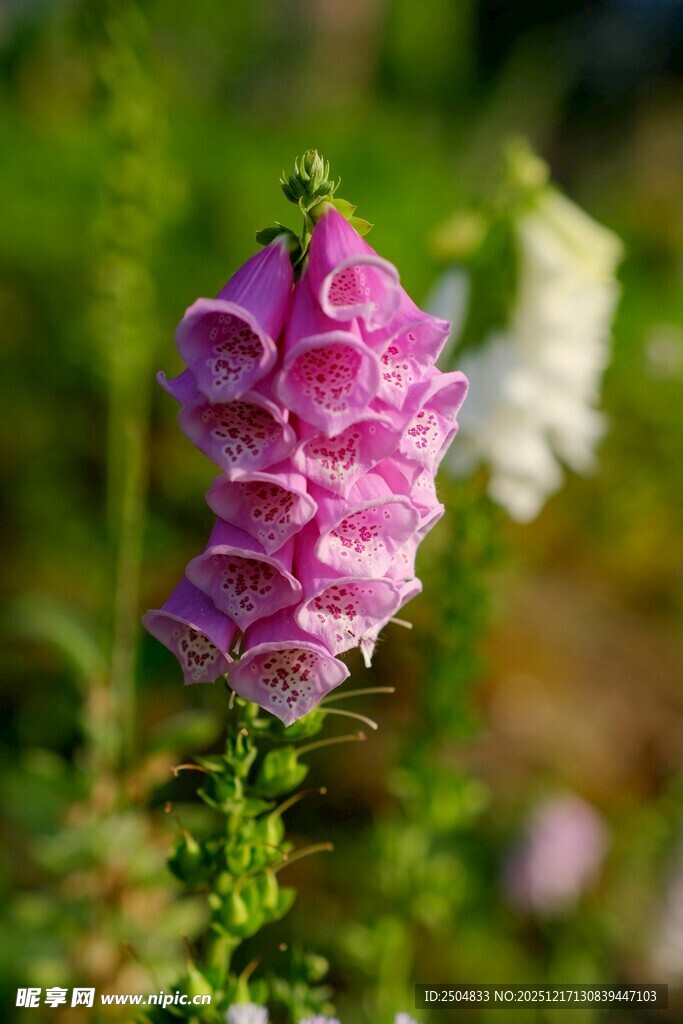紫色毛地黄花特写