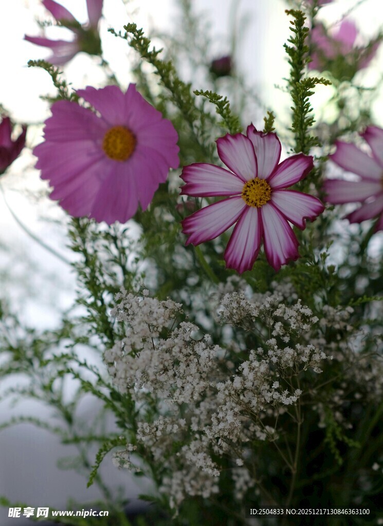 美丽波斯菊与白色小花