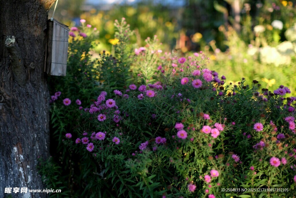 繁花簇拥的自然景致