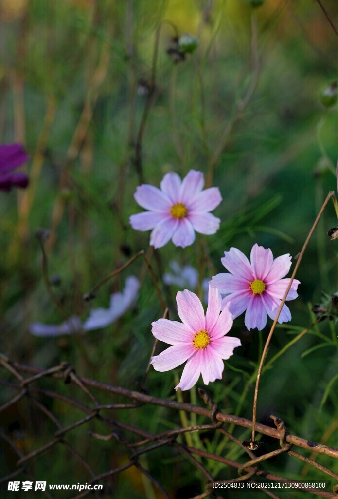 野外绽放的美丽波斯菊