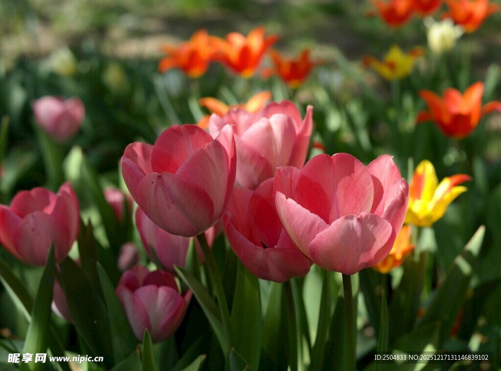 多彩郁金香绽放的美景
