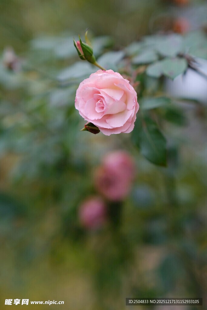 娇艳粉色玫瑰绽放