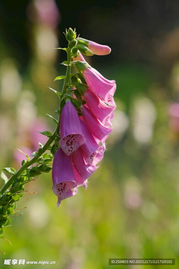 粉色毛地黄花特写