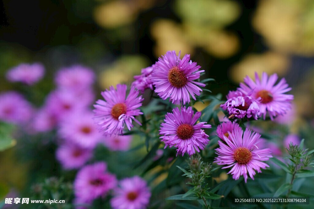 紫色雏菊绽放的美丽瞬间