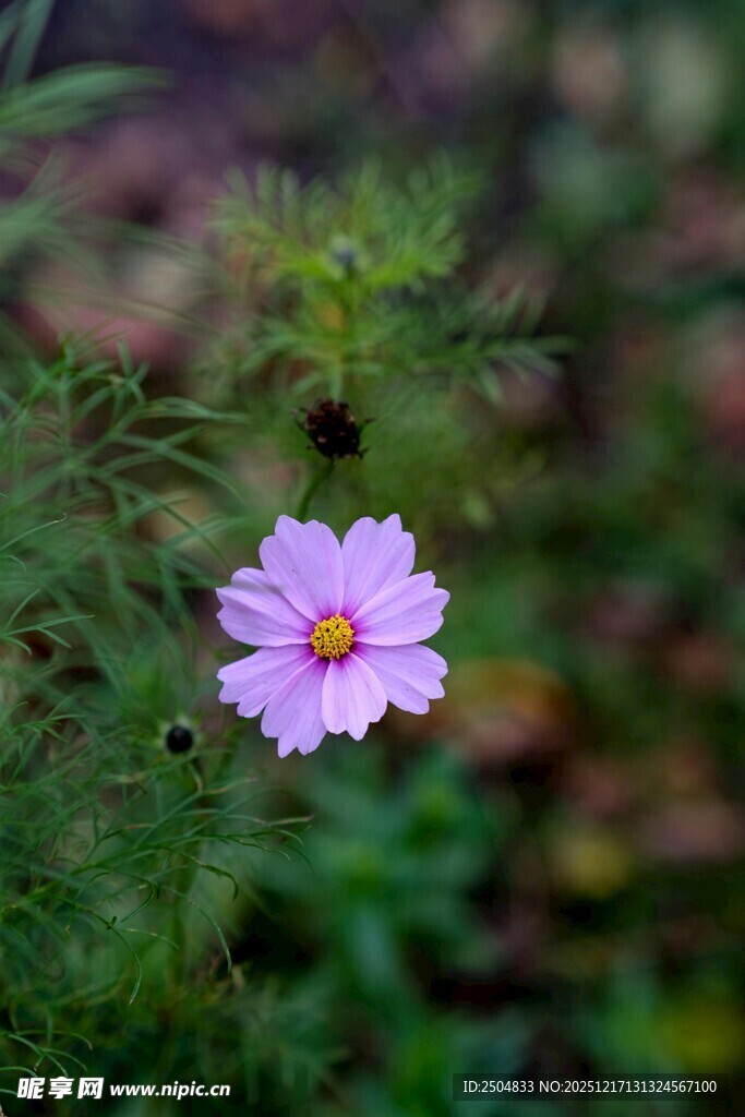 单朵粉色波斯菊绽放