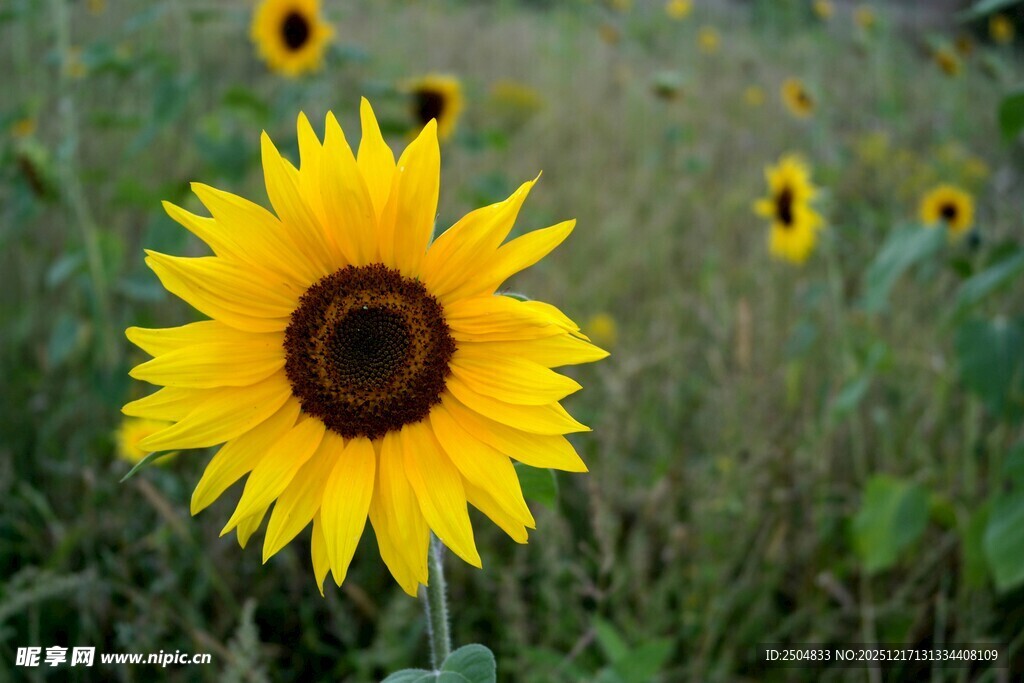 田野中的灿烂向日葵