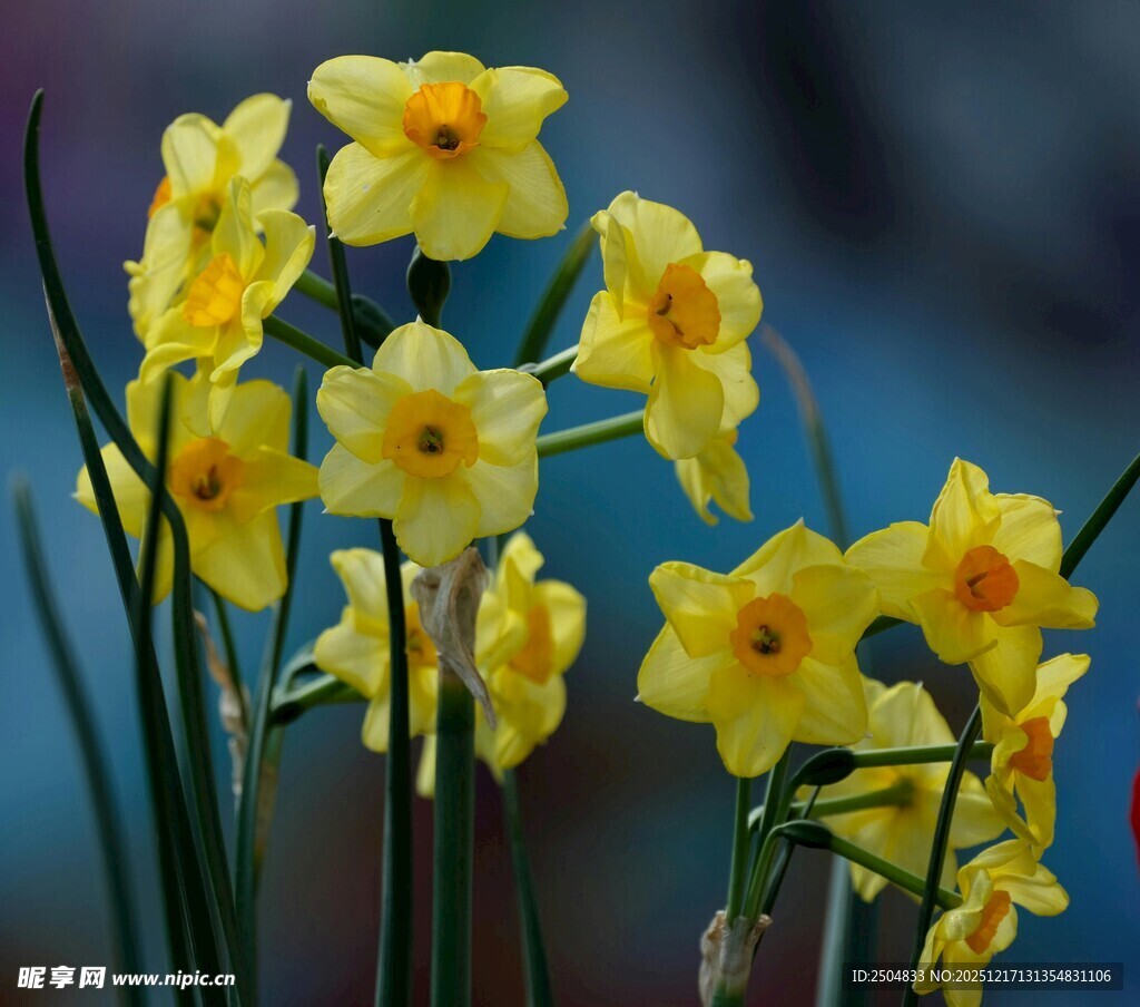 绽放的黄色水仙花