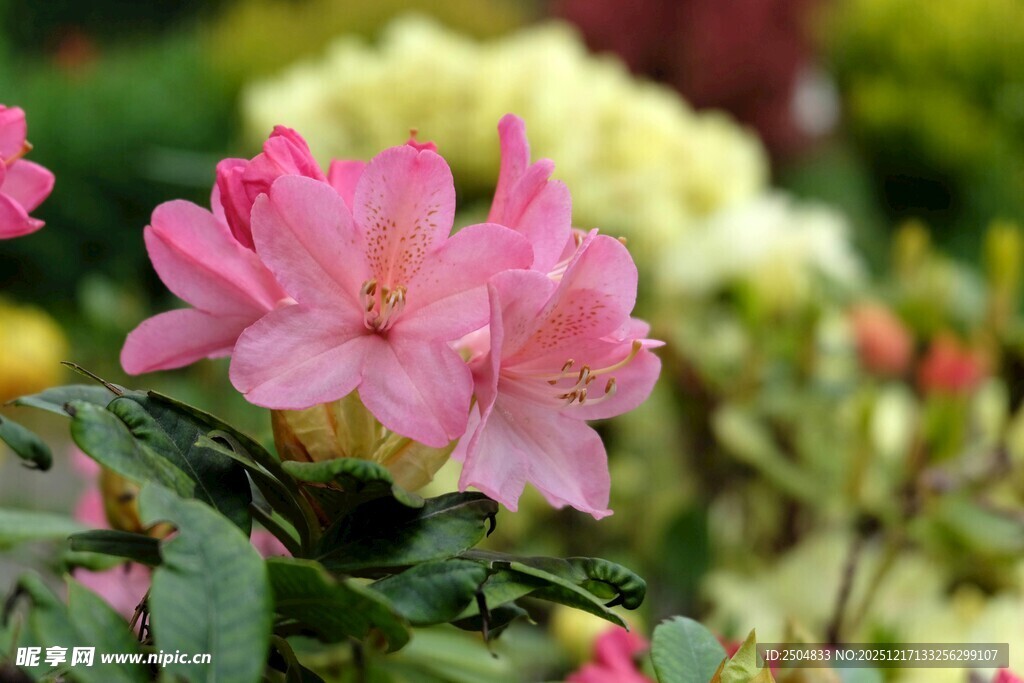 娇艳盛开的粉色杜鹃花