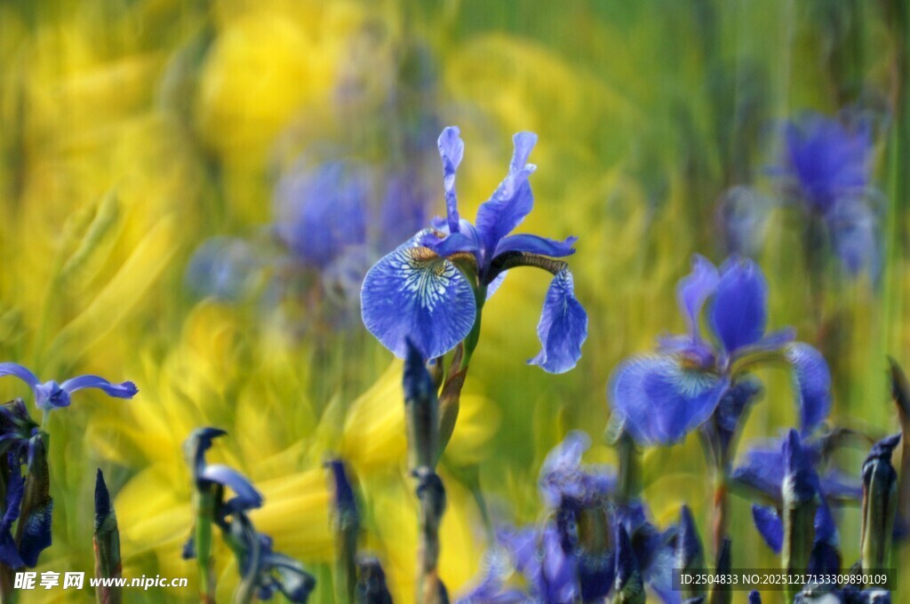 蓝鸢尾绽放于多彩花丛中