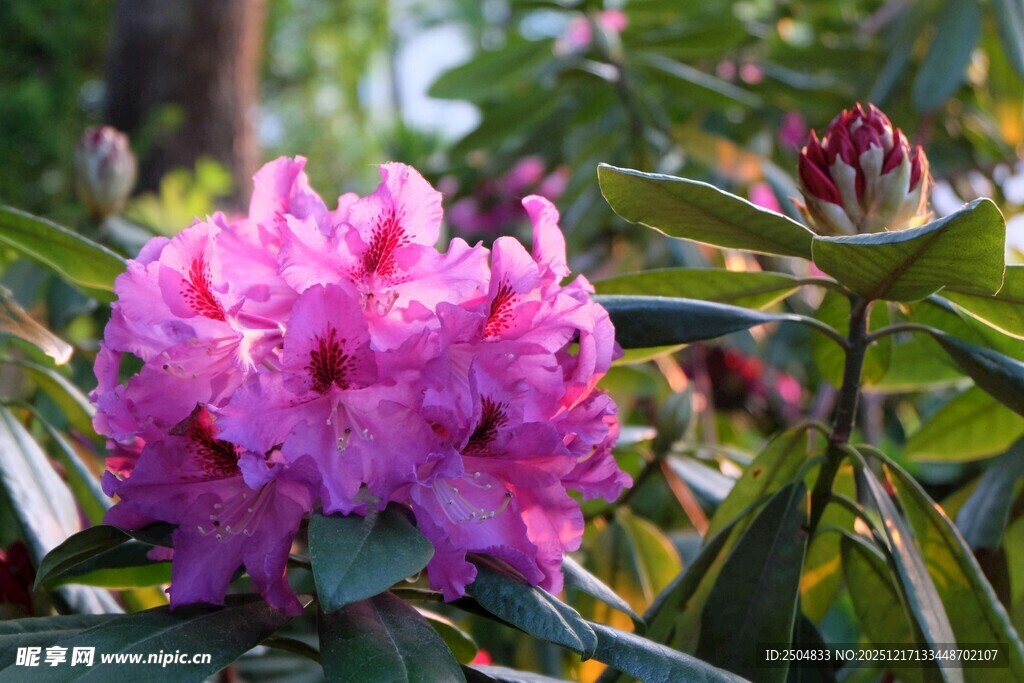 娇艳盛开的粉色杜鹃花