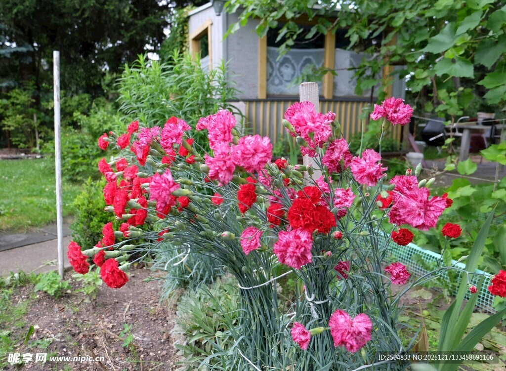 花园中绽放的鲜艳石竹花