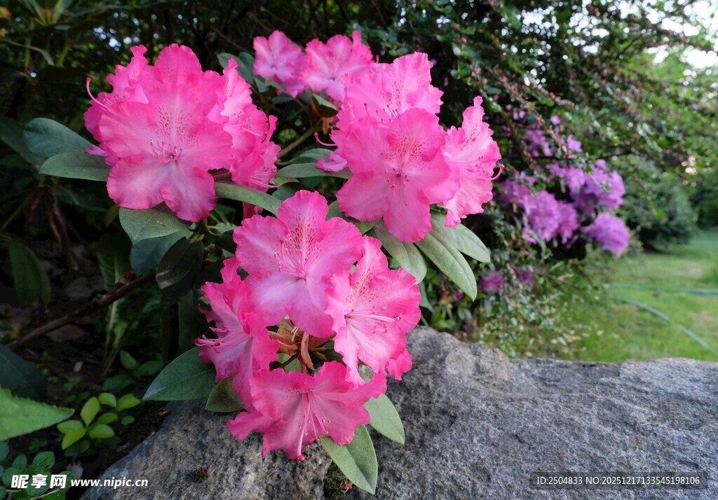 娇艳盛开的粉色杜鹃花