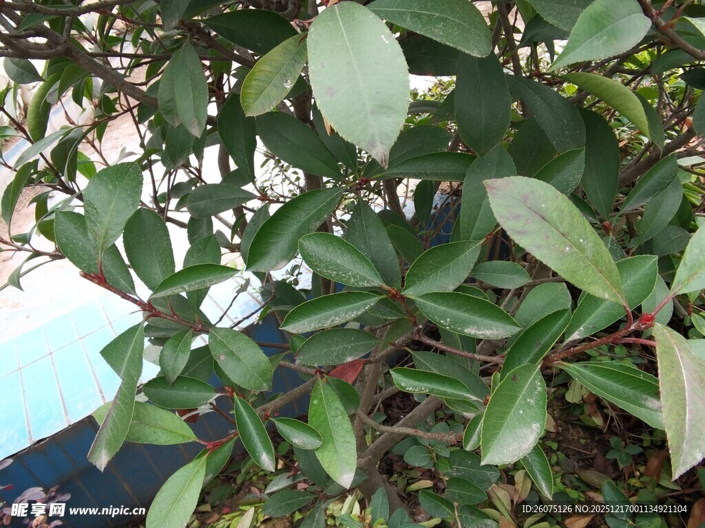 绿叶繁茂的植物特写