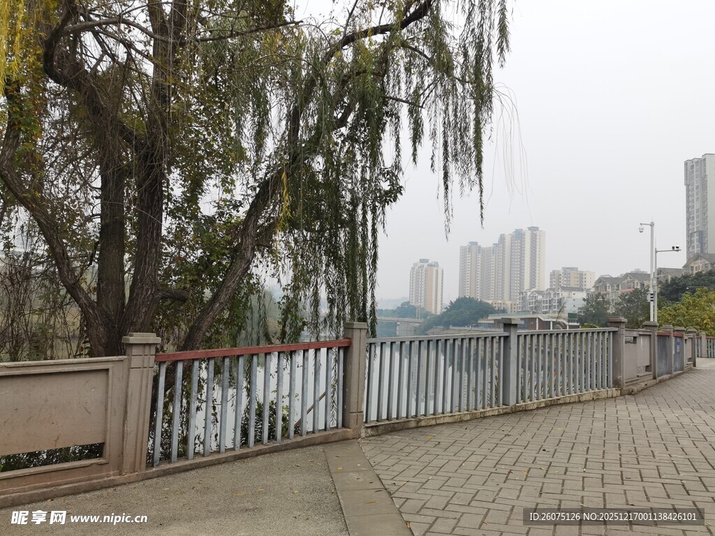 河畔步道旁的垂柳与城市景