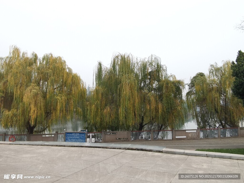 秋日河畔垂柳景色