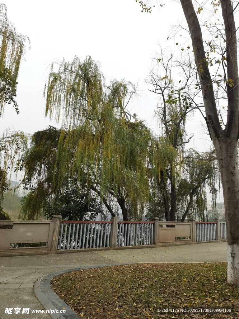 户外绿树环绕的宁静场景