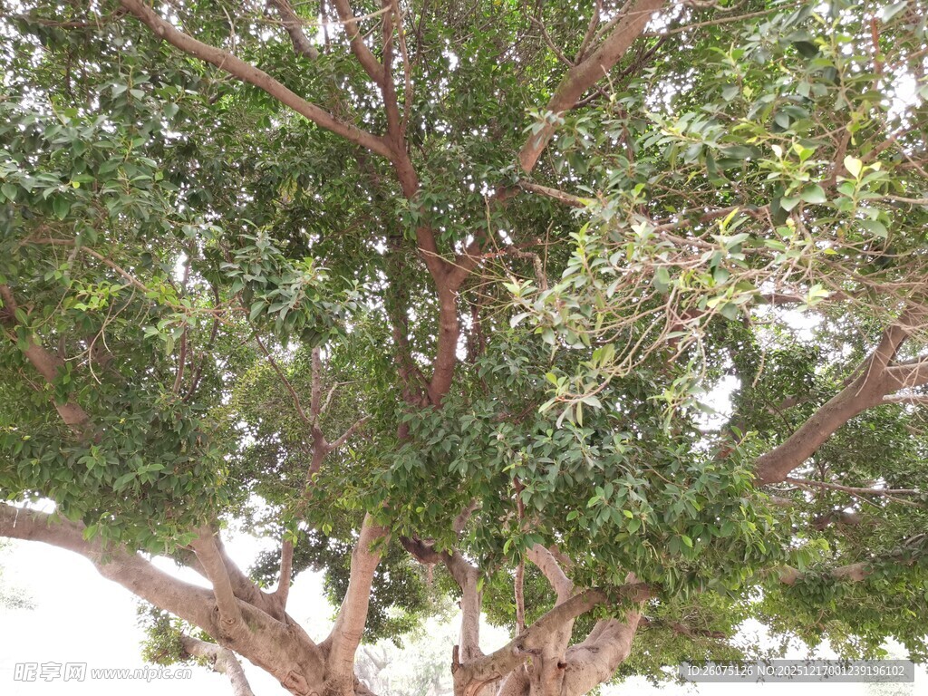 茂盛大树展现勃勃生机