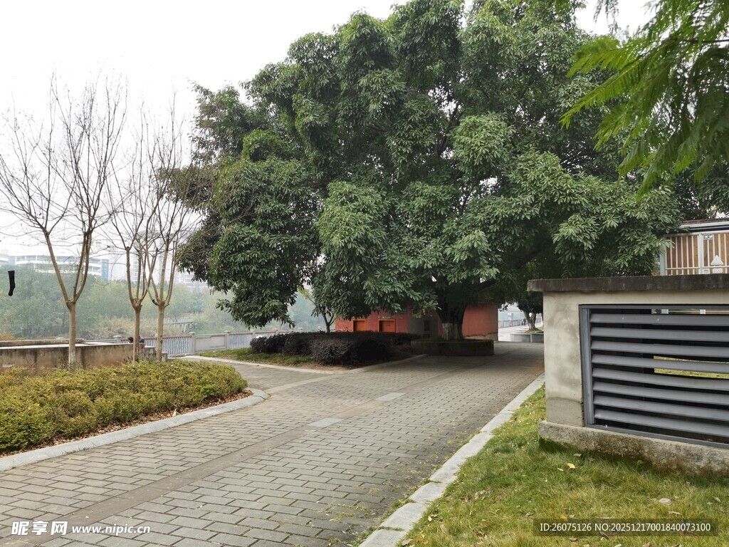 庭院绿树环绕的宁静车道