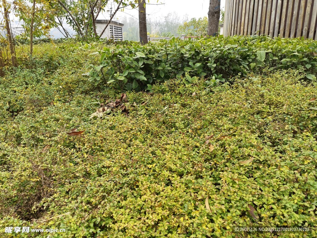 绿意盎然的地面植被景观