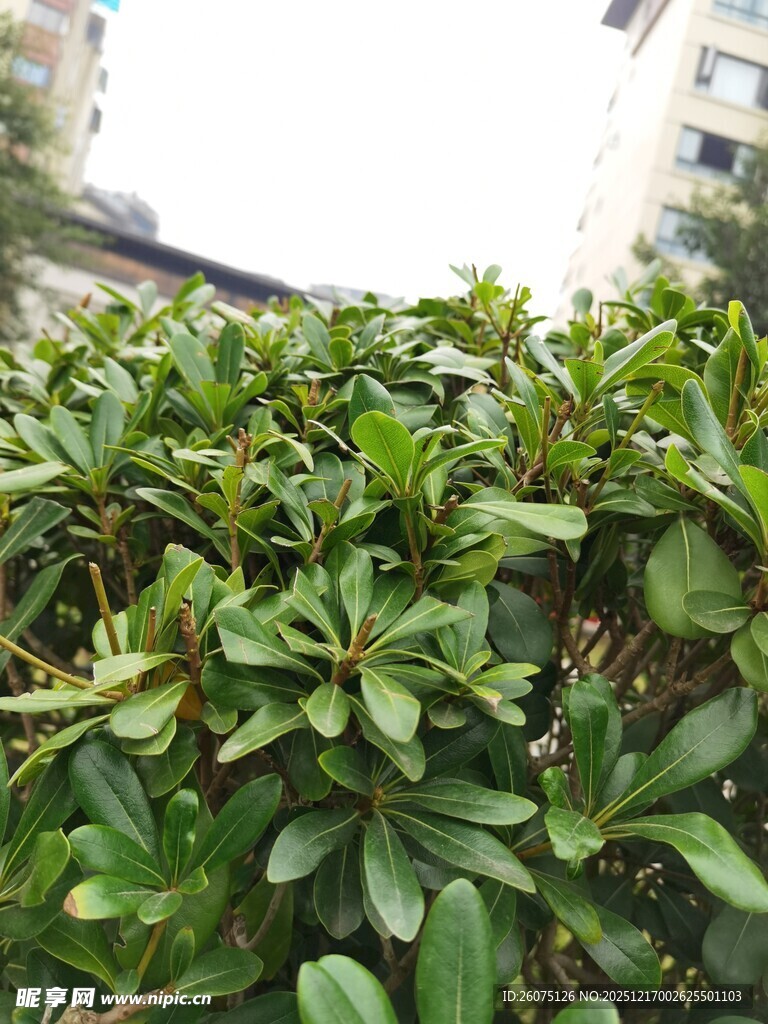 绿叶繁茂的灌木丛