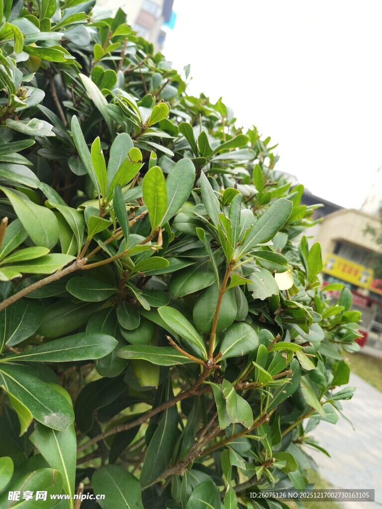 绿叶繁茂的灌木丛