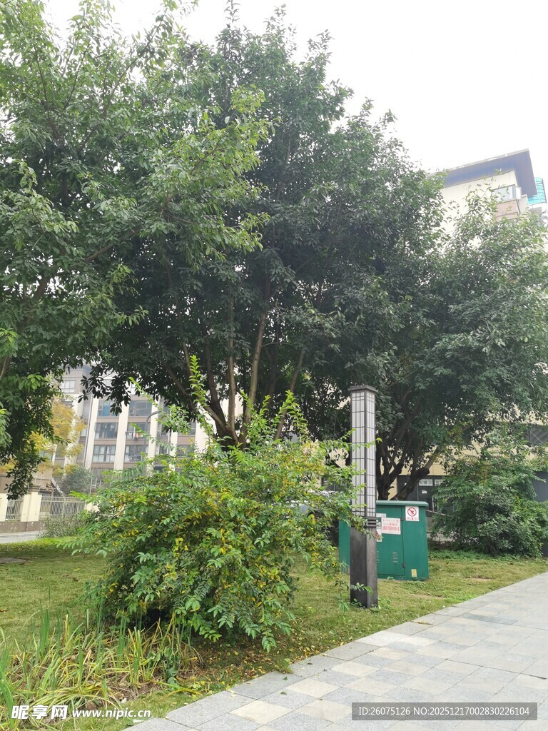 城市中的绿意小径