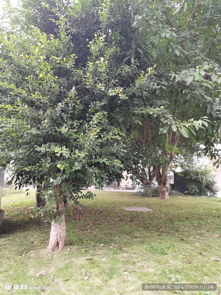 公园中葱郁的绿树