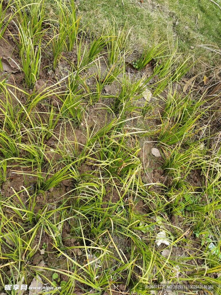 地面上的嫩绿草丛