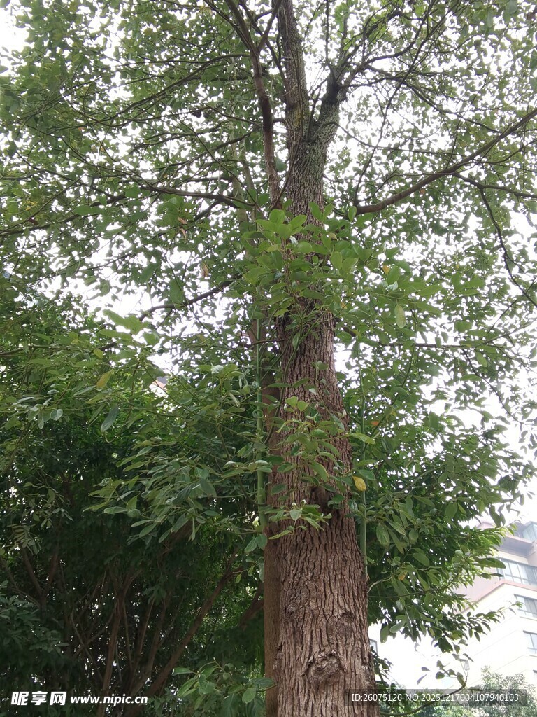 高大繁茂的树木