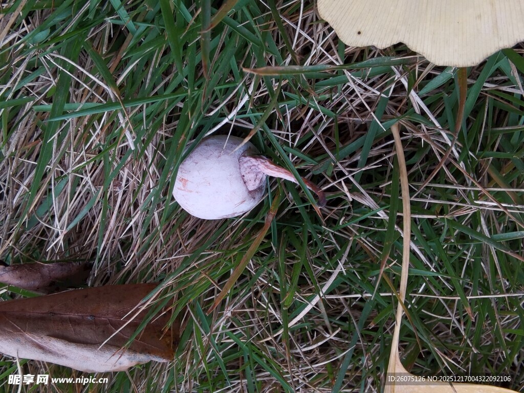 草地上的紫色果实