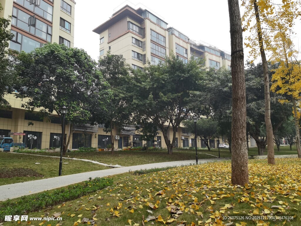 秋日小区静谧林荫道