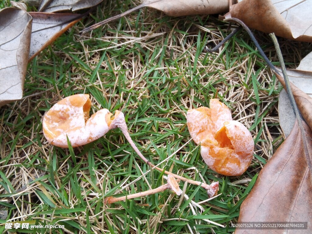 草地上的橙色菌类