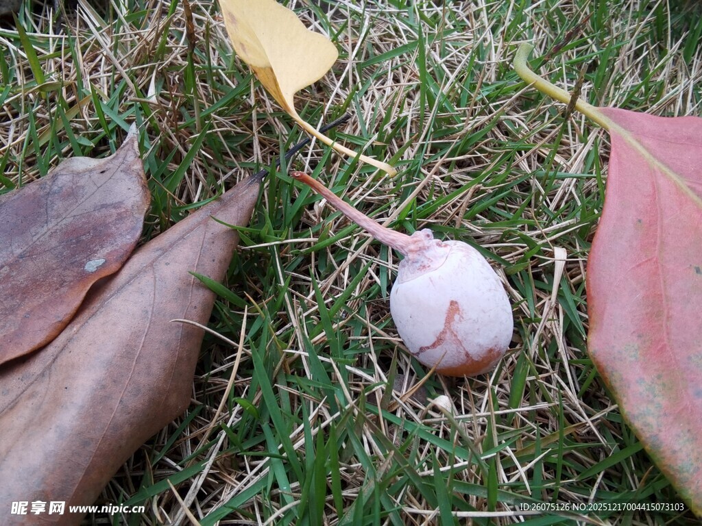 草地上的果实与落叶