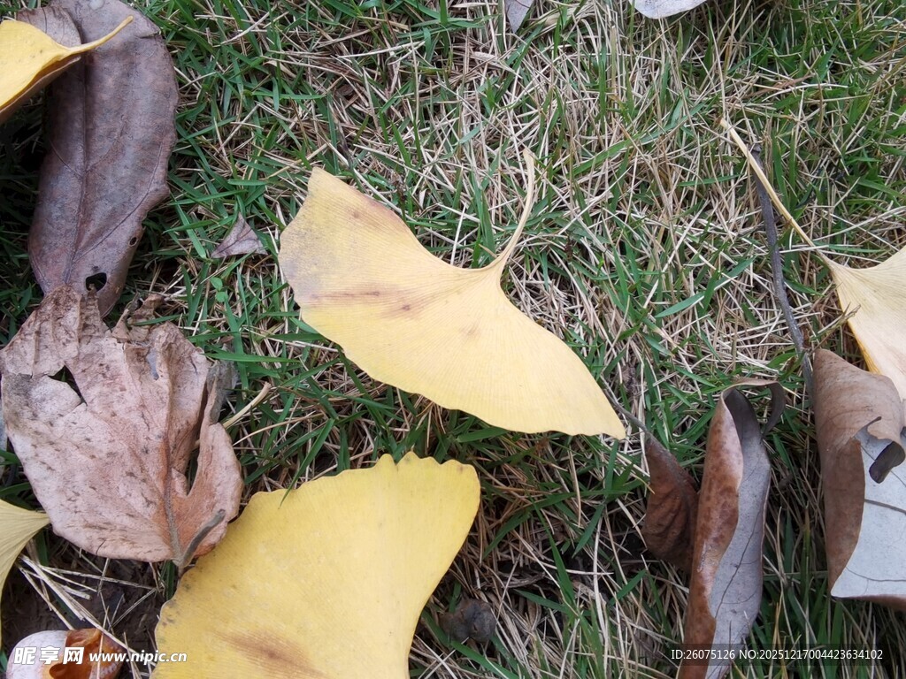 草地上的多彩落叶