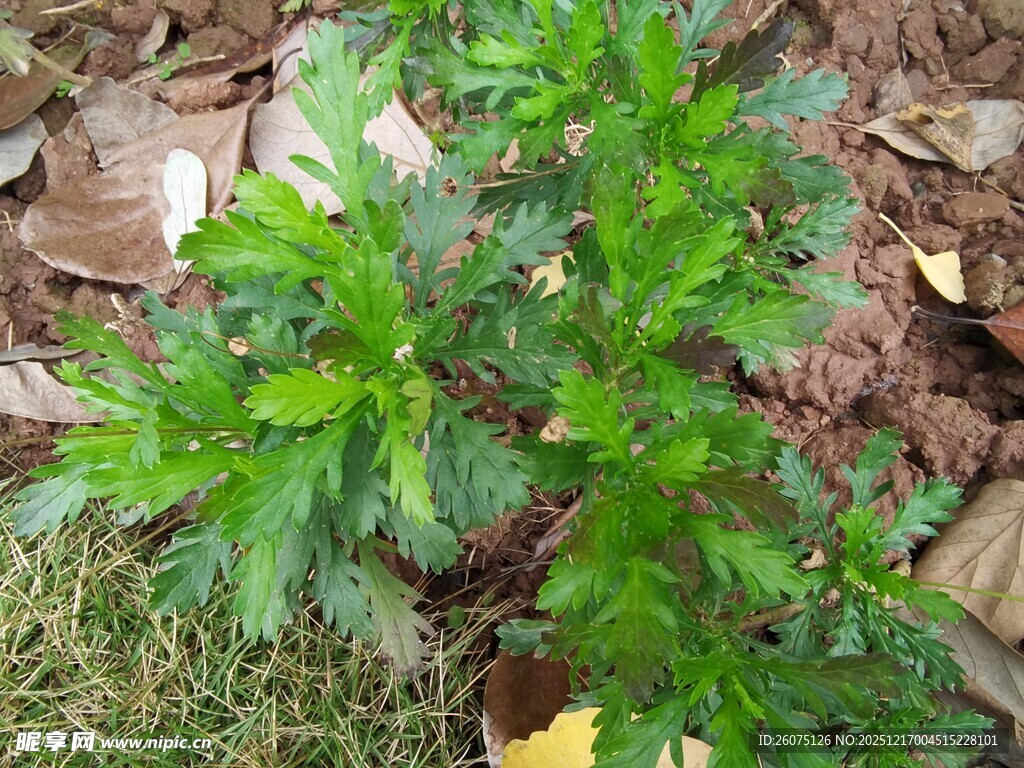 嫩绿植物生长于土地间