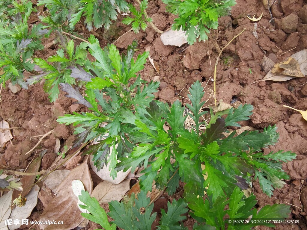 地面生长的绿色植物
