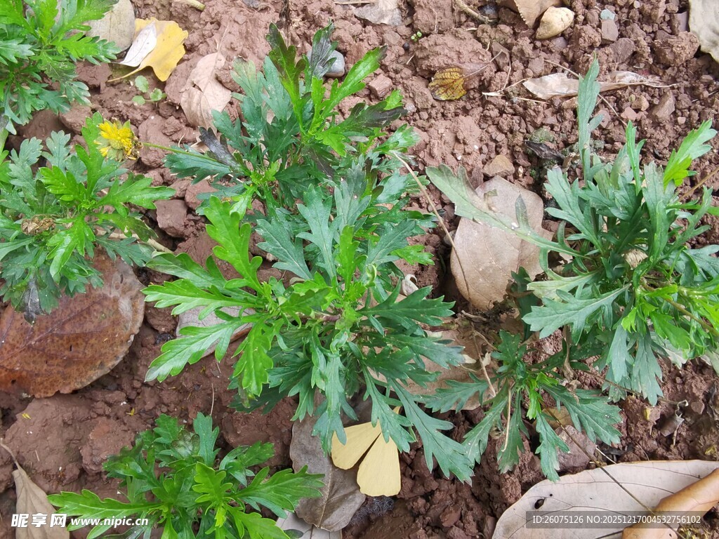 地面生长的绿色植物