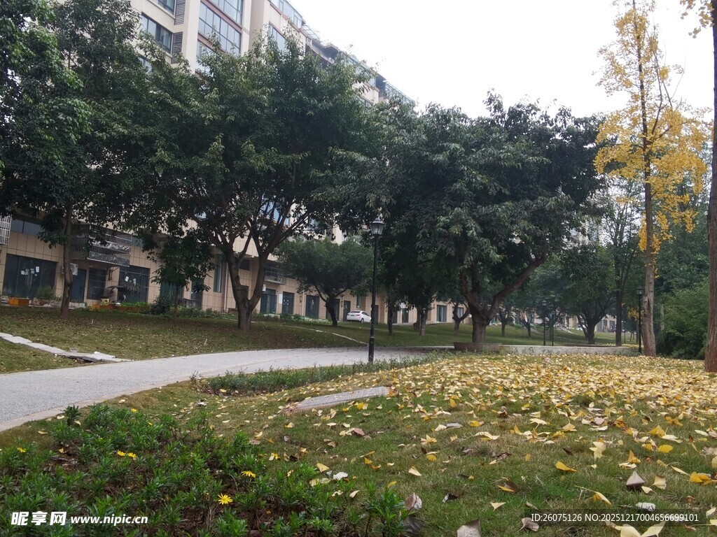 秋日公园落叶铺地景象