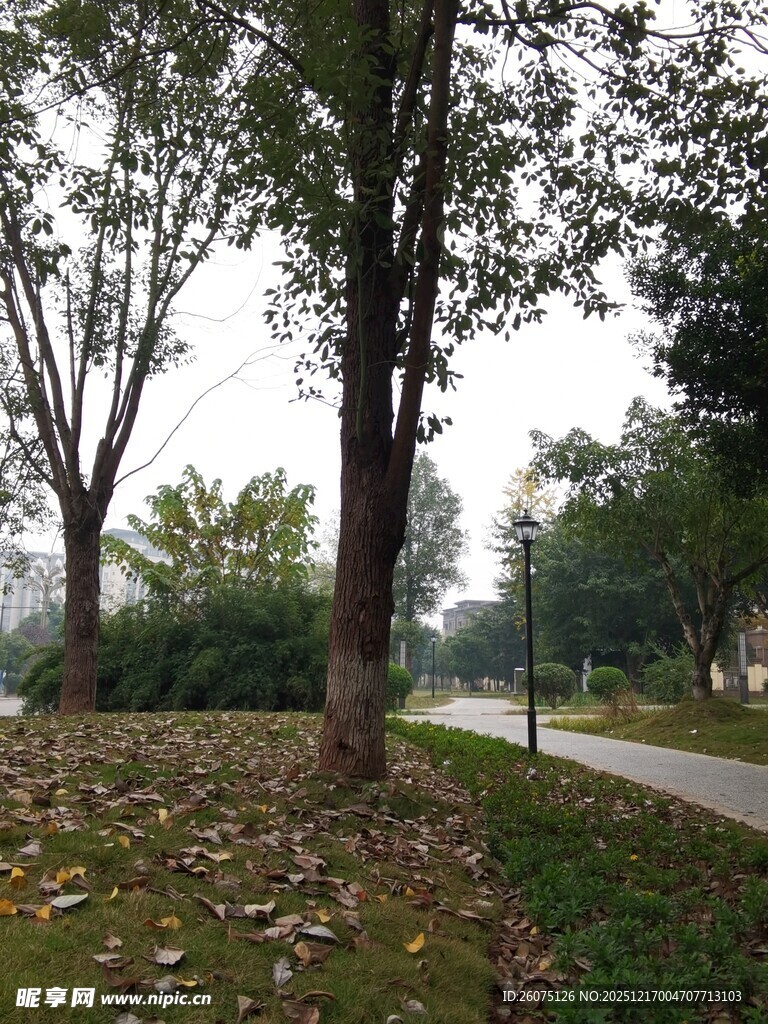 秋日林间小道落叶景致