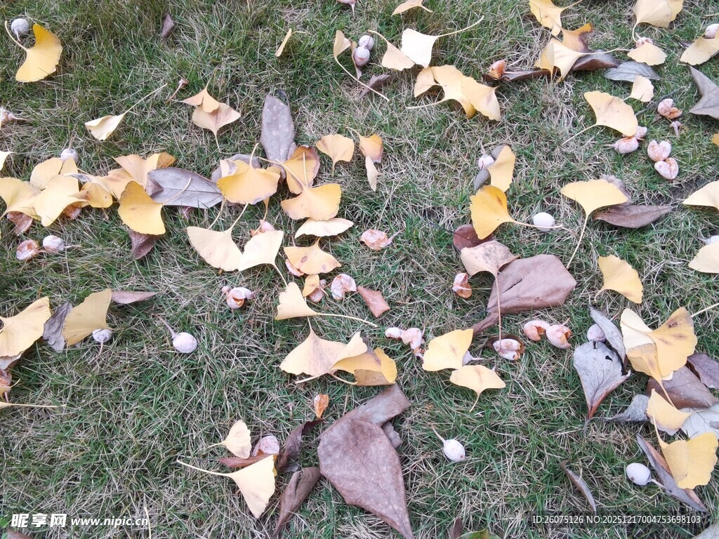 草地上的缤纷落叶