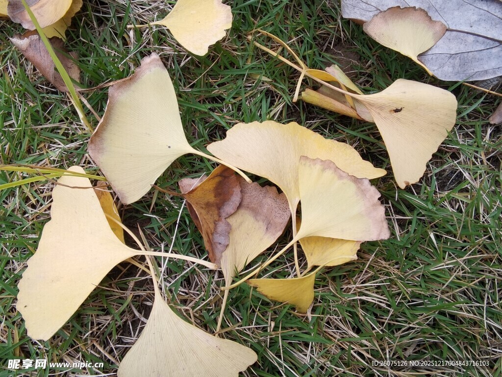 草地上的银杏落叶