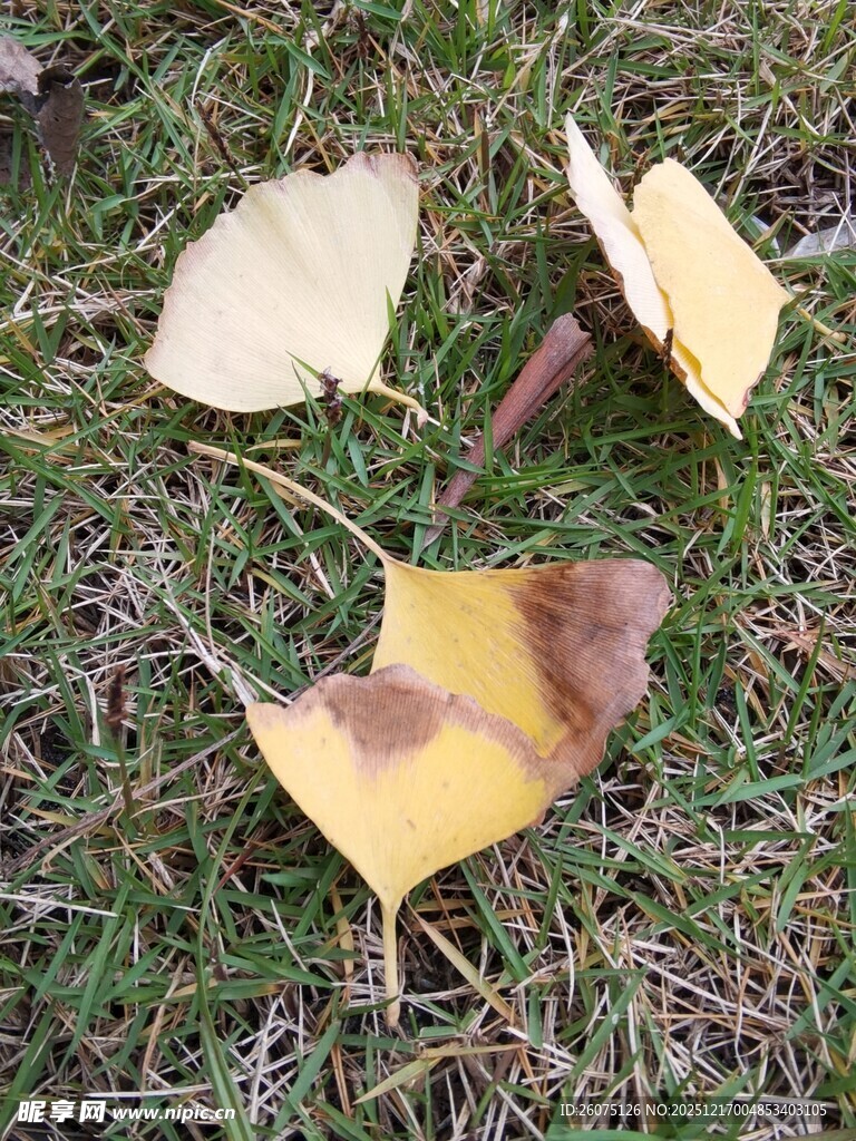 草地上的银杏落叶