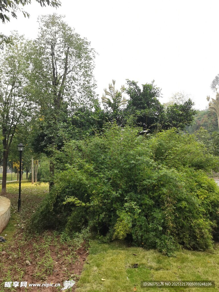 绿意盎然的户外园林景观