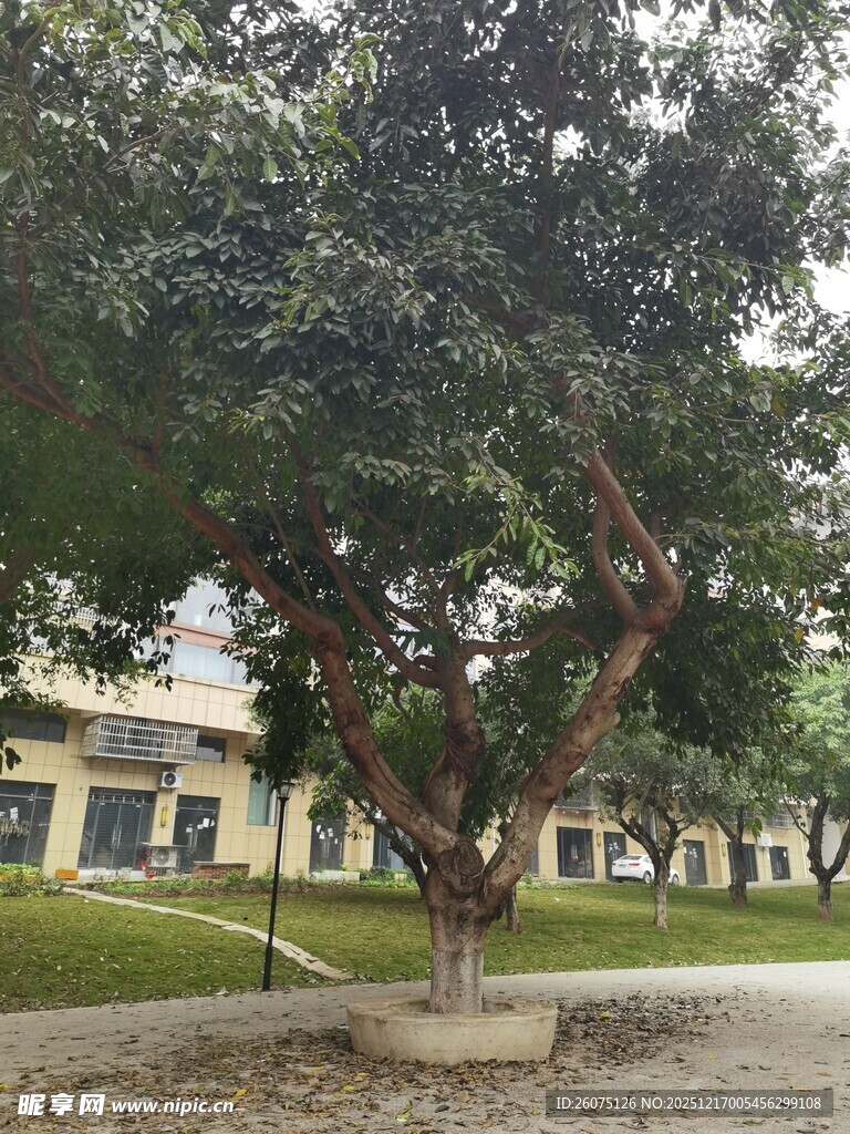 校园中繁茂大树与建筑