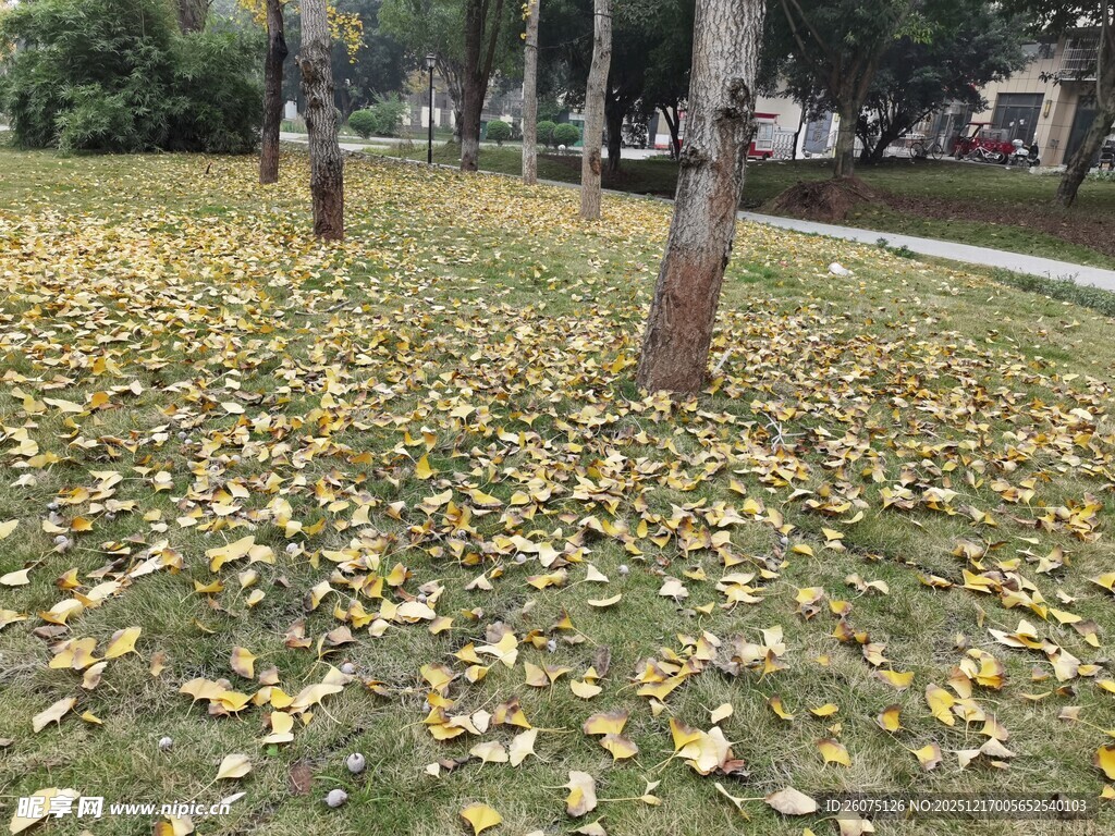 秋日草地落叶景观